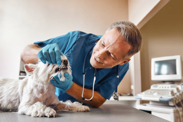Best Emergency Root Canal Treatment in Judsonia, AR